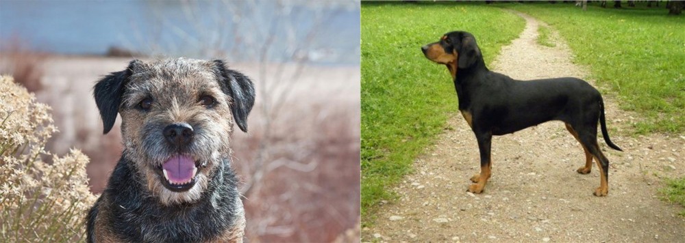 Latvian Hound vs Border Terrier - Breed Comparison