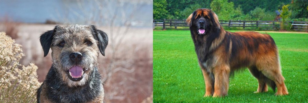 Leonberger vs Border Terrier - Breed Comparison