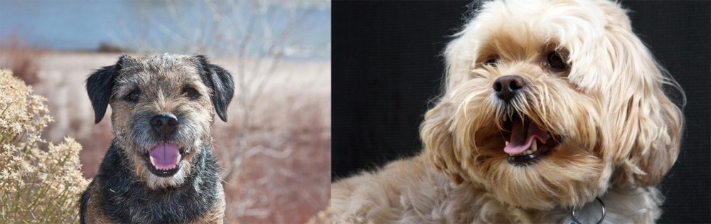 Lhasapoo vs Border Terrier - Breed Comparison