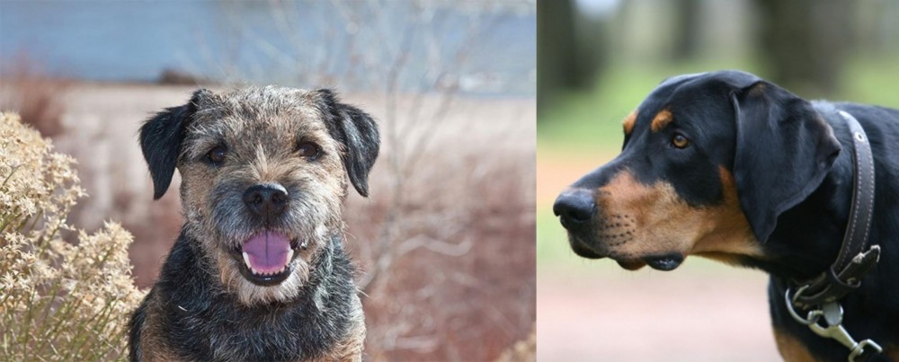 Lithuanian Hound vs Border Terrier - Breed Comparison