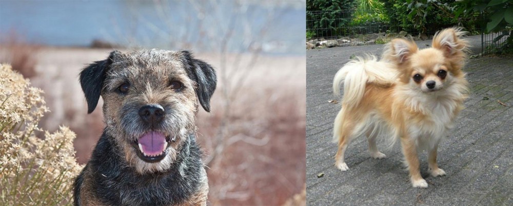 Long Haired Chihuahua vs Border Terrier - Breed Comparison