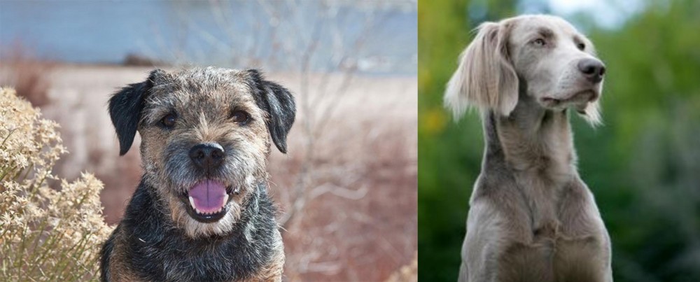 Longhaired Weimaraner vs Border Terrier - Breed Comparison
