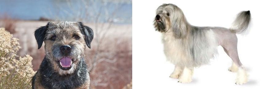 Lowchen vs Border Terrier - Breed Comparison