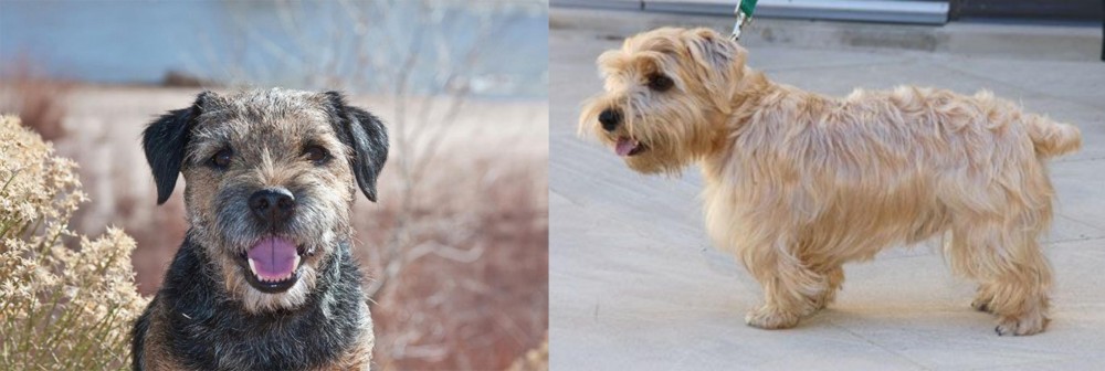 Lucas Terrier vs Border Terrier - Breed Comparison
