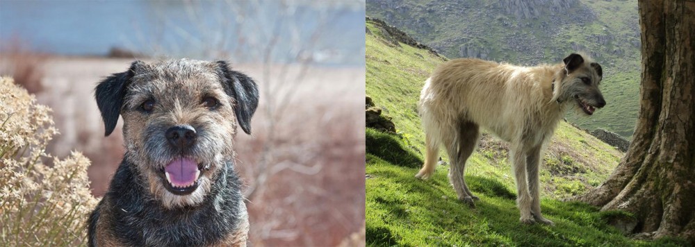 Lurcher vs Border Terrier - Breed Comparison