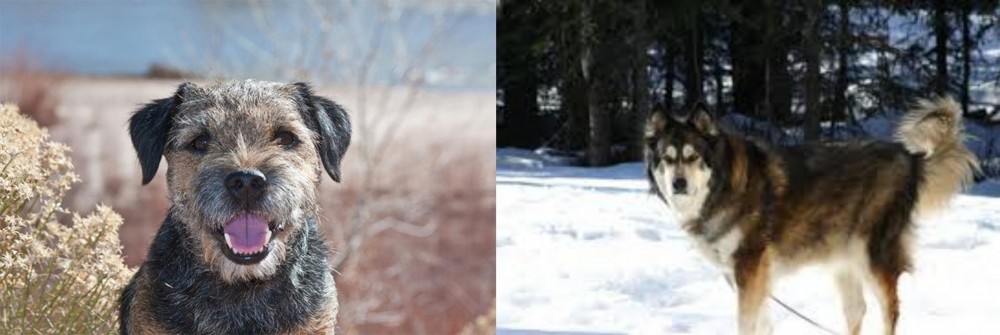 Mackenzie River Husky vs Border Terrier - Breed Comparison