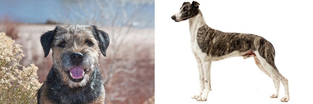 Magyar Agar vs Border Terrier - Breed Comparison