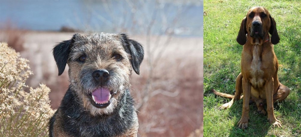 Majestic Tree Hound vs Border Terrier - Breed Comparison