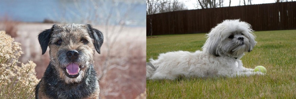 Mal-Shi vs Border Terrier - Breed Comparison