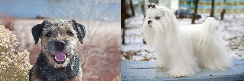 Maltese vs Border Terrier - Breed Comparison