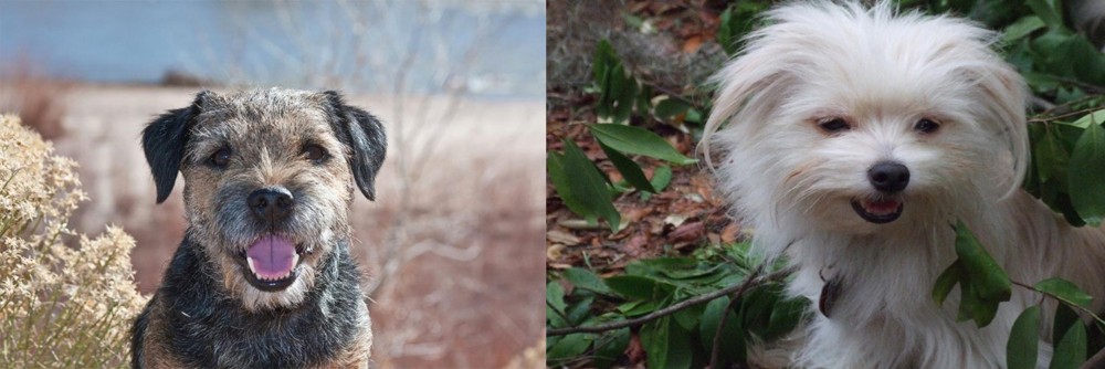 Malti-Pom vs Border Terrier - Breed Comparison