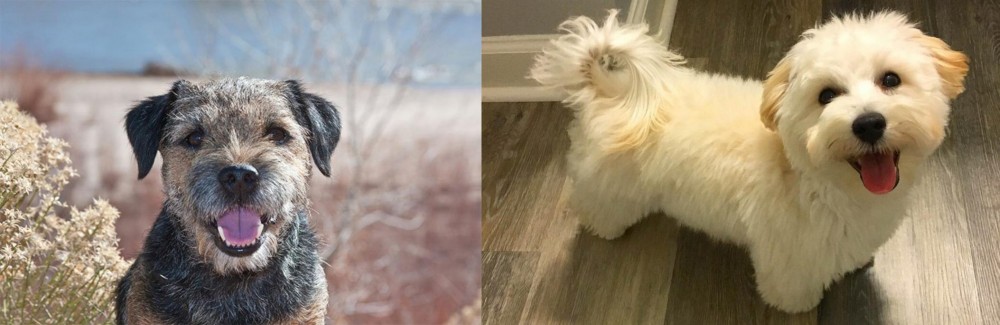 Maltipoo vs Border Terrier - Breed Comparison