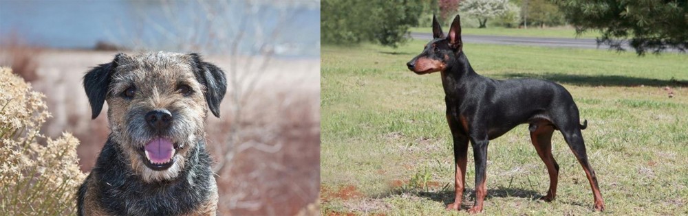 Manchester Terrier vs Border Terrier - Breed Comparison