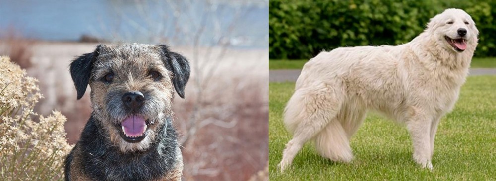 Maremma Sheepdog vs Border Terrier - Breed Comparison