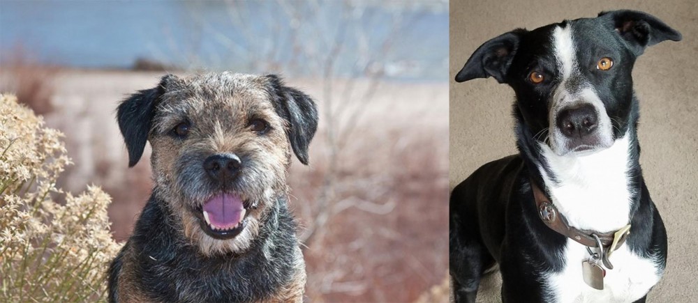 McNab vs Border Terrier - Breed Comparison