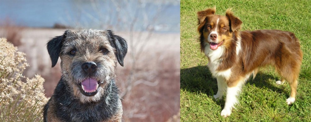 Miniature Australian Shepherd vs Border Terrier - Breed Comparison