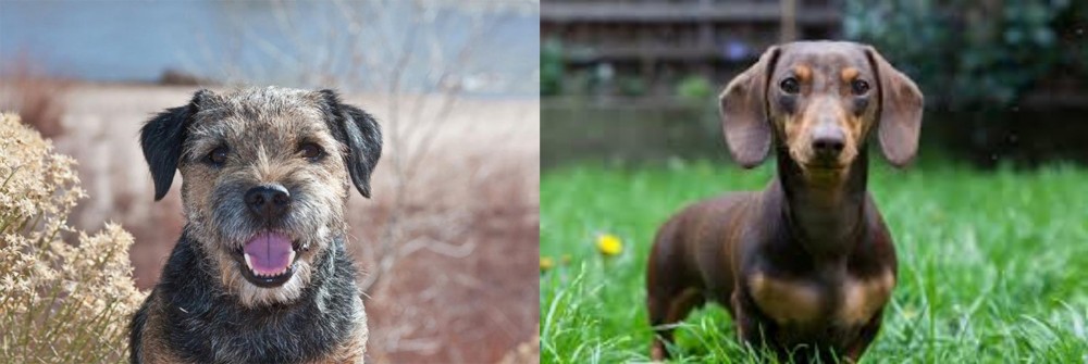 Miniature Dachshund vs Border Terrier - Breed Comparison