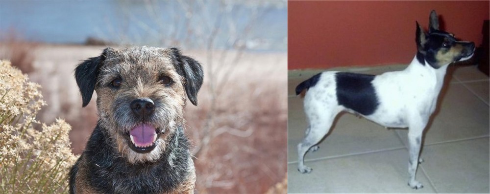 Miniature Fox Terrier vs Border Terrier - Breed Comparison