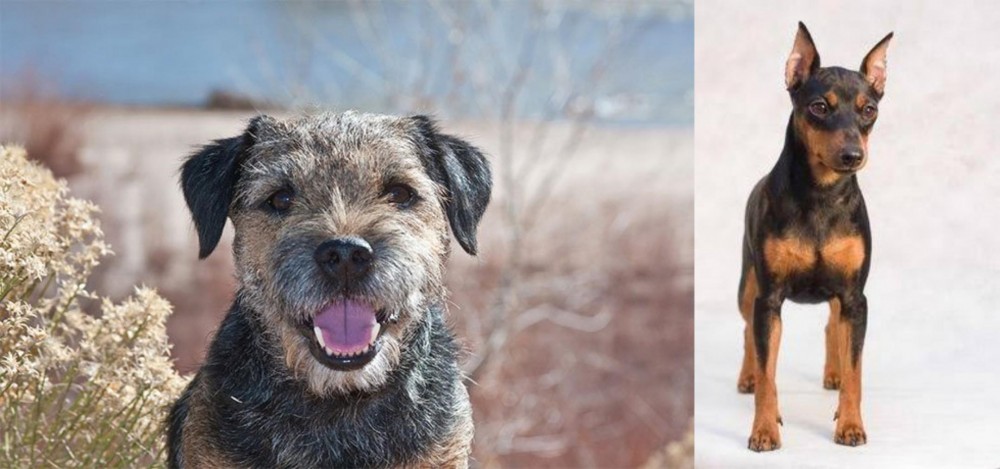 Miniature Pinscher vs Border Terrier - Breed Comparison