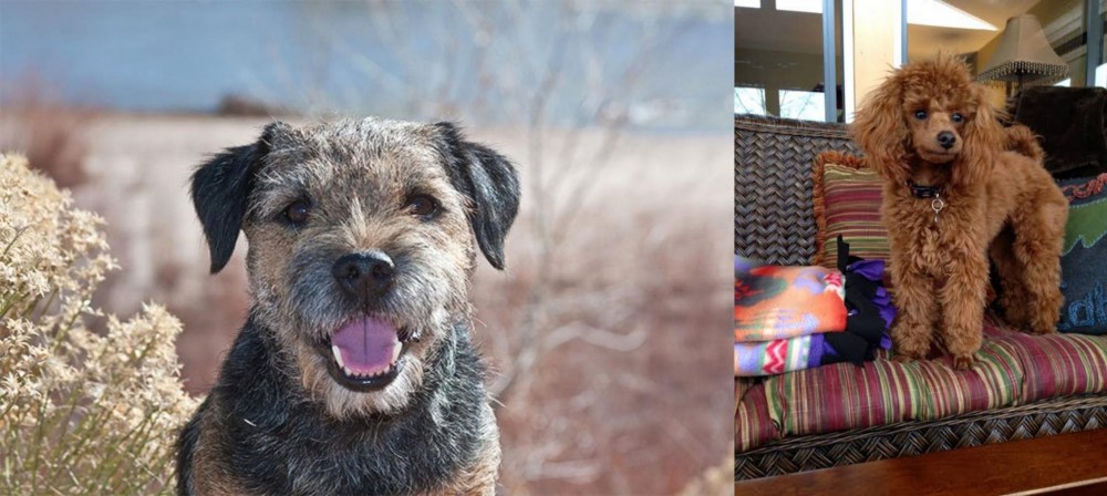 Miniature Poodle vs Border Terrier - Breed Comparison