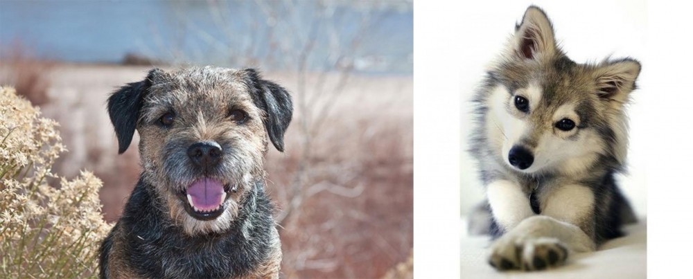 Miniature Siberian Husky vs Border Terrier - Breed Comparison