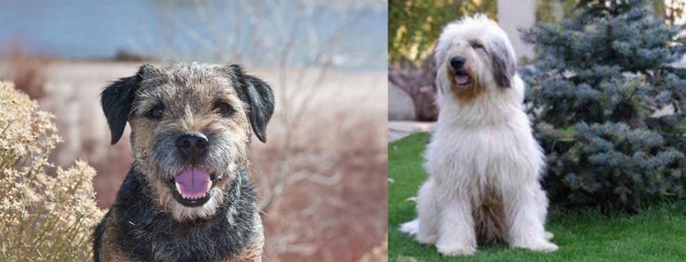 Mioritic Sheepdog vs Border Terrier - Breed Comparison