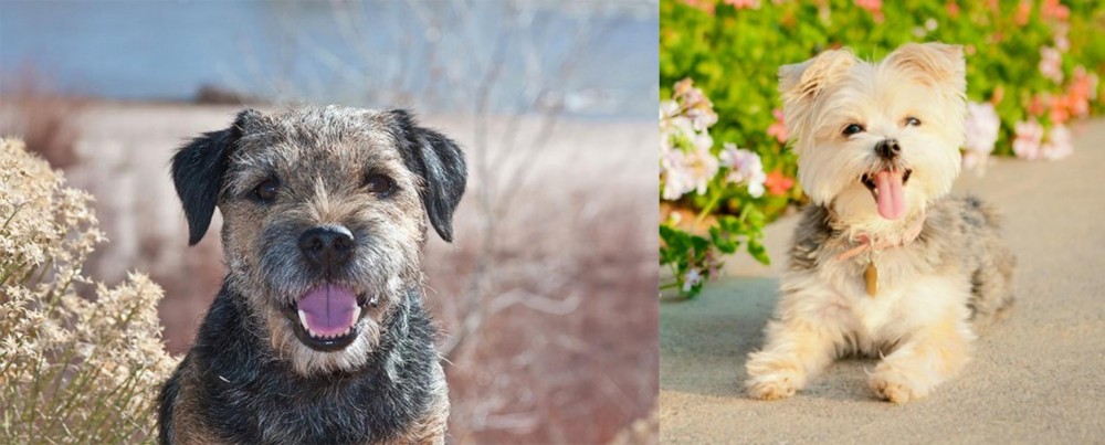 Morkie vs Border Terrier - Breed Comparison