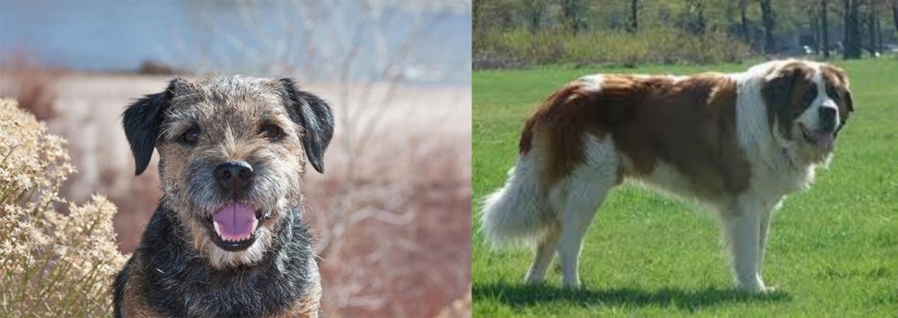 Moscow Watchdog vs Border Terrier - Breed Comparison