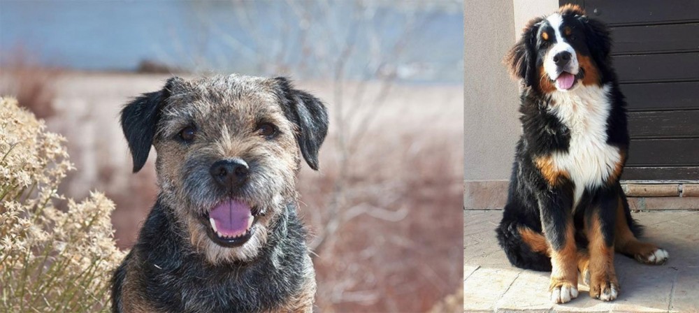 Mountain Burmese vs Border Terrier - Breed Comparison