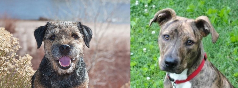 Mountain Cur vs Border Terrier - Breed Comparison