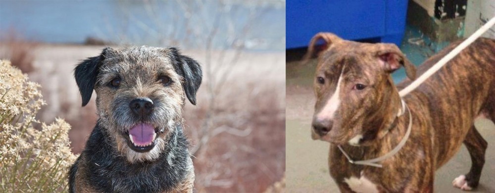 Mountain View Cur vs Border Terrier - Breed Comparison