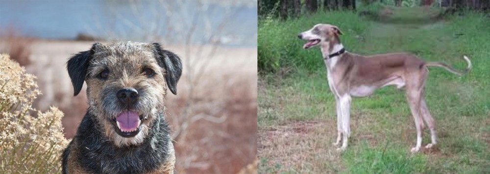 Mudhol Hound vs Border Terrier - Breed Comparison