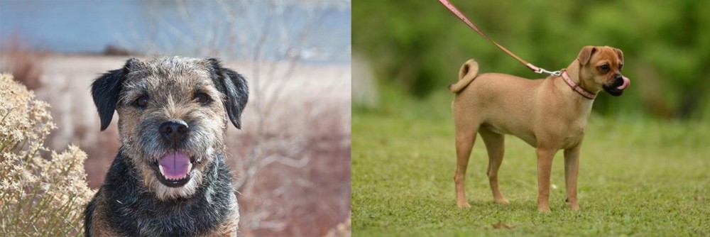 Muggin vs Border Terrier - Breed Comparison