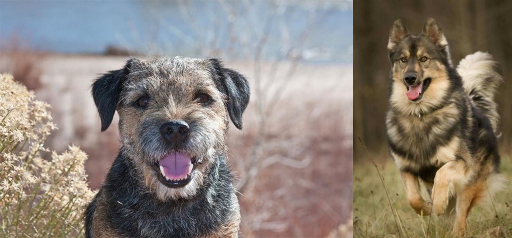 Native American Indian Dog vs Border Terrier - Breed Comparison