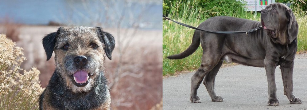 Neapolitan Mastiff vs Border Terrier - Breed Comparison
