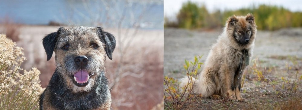 Nenets Herding Laika vs Border Terrier - Breed Comparison