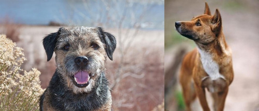 New Guinea Singing Dog vs Border Terrier - Breed Comparison