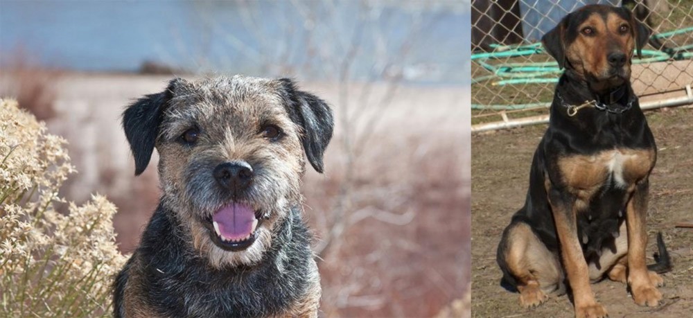 New Zealand Huntaway vs Border Terrier - Breed Comparison