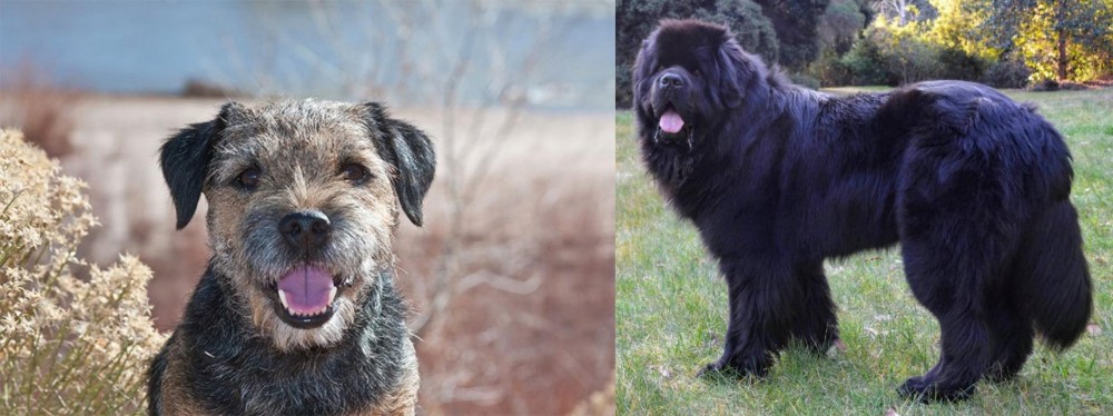 Newfoundland Dog vs Border Terrier - Breed Comparison