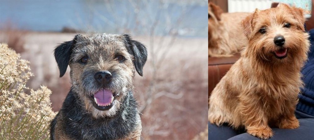 Norfolk Terrier vs Border Terrier - Breed Comparison