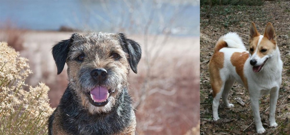 Norrbottenspets vs Border Terrier - Breed Comparison