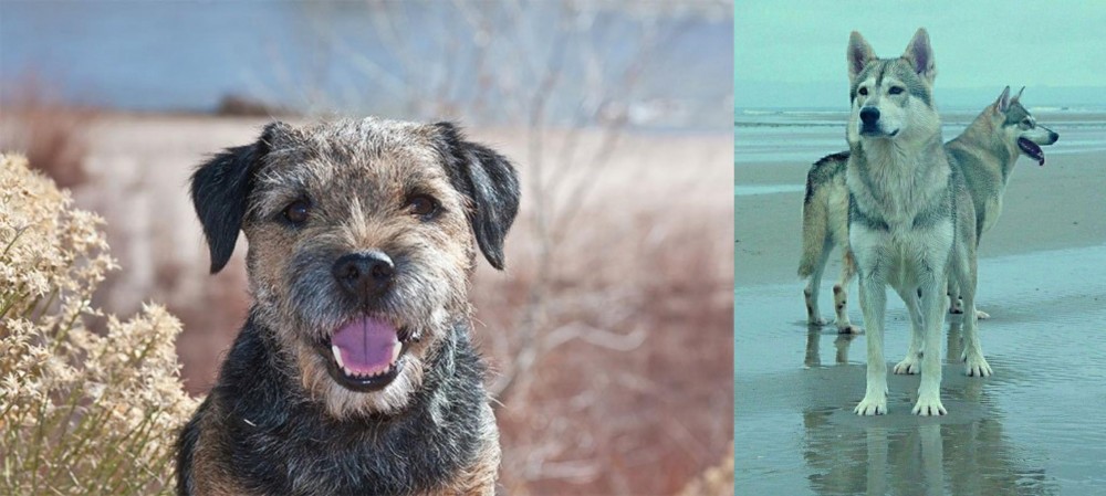 Northern Inuit Dog vs Border Terrier - Breed Comparison