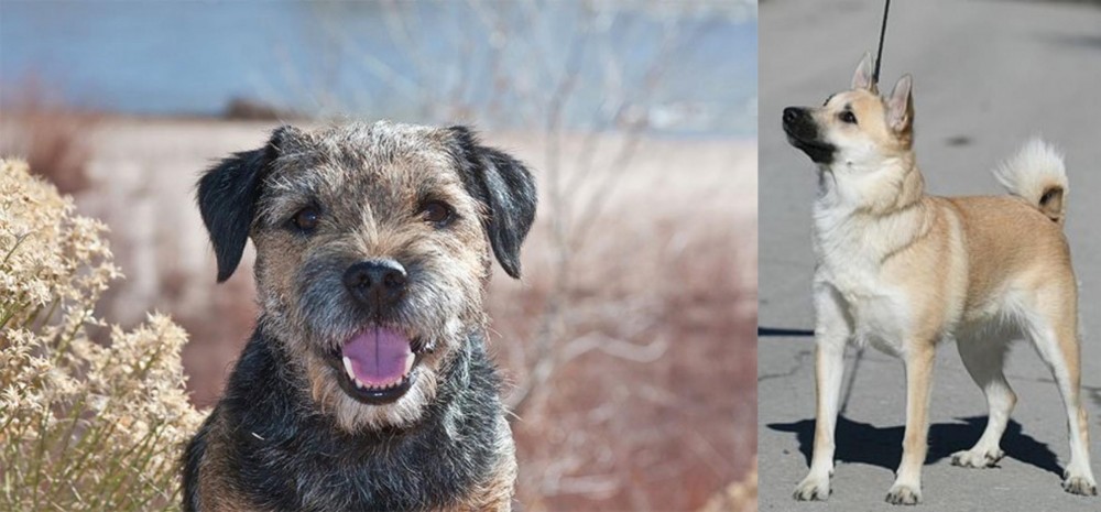 Norwegian Buhund vs Border Terrier - Breed Comparison