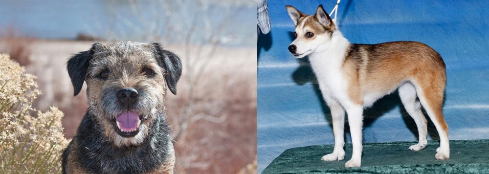 Norwegian Lundehund vs Border Terrier - Breed Comparison