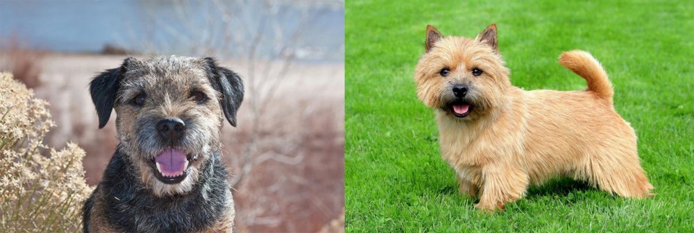 Nova Scotia Duck-Tolling Retriever vs Border Terrier - Breed Comparison