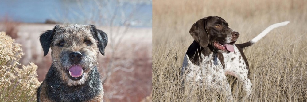 Old Danish Pointer vs Border Terrier - Breed Comparison