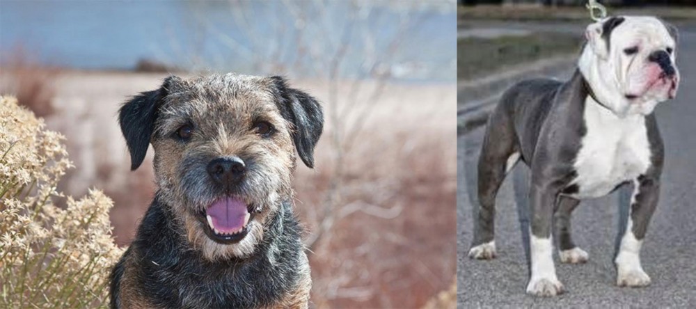 Old English Bulldog vs Border Terrier - Breed Comparison