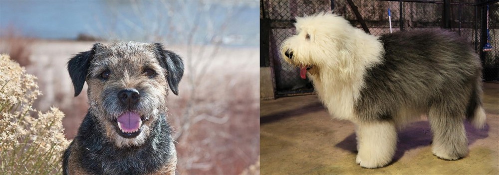 Old English Sheepdog vs Border Terrier - Breed Comparison