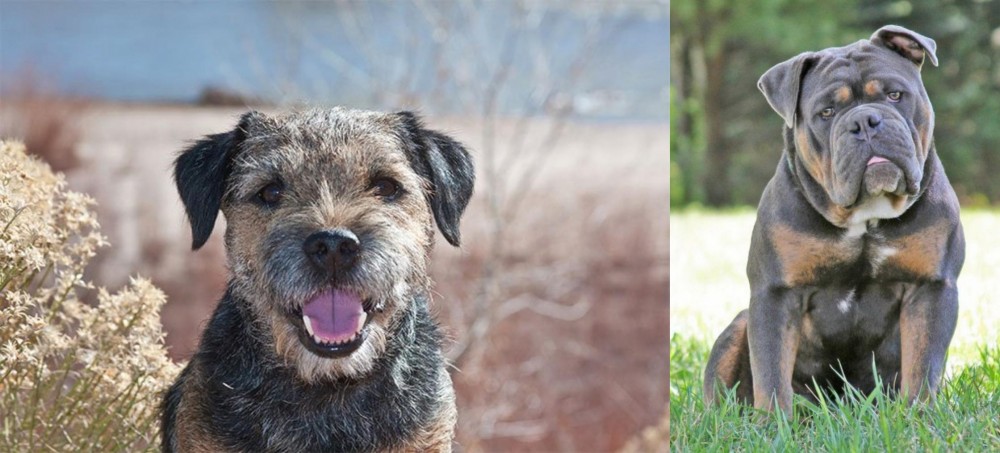 Olde English Bulldogge vs Border Terrier - Breed Comparison