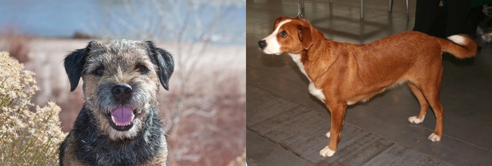Osterreichischer Kurzhaariger Pinscher vs Border Terrier - Breed Comparison